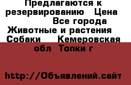 Предлагаются к резервированию › Цена ­ 16 000 - Все города Животные и растения » Собаки   . Кемеровская обл.,Топки г.